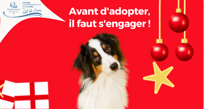 chien avec un fond rouge et déco de noël